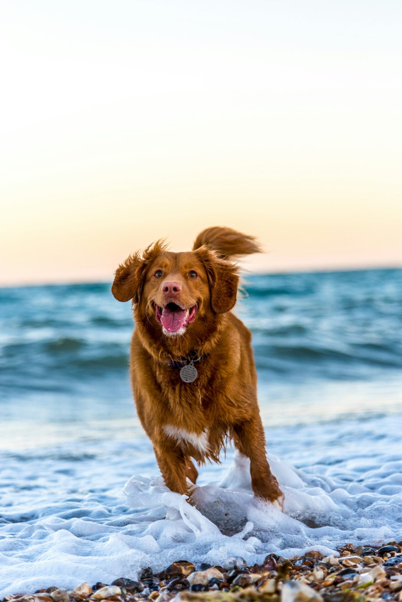 Perro disfrutando en la playa